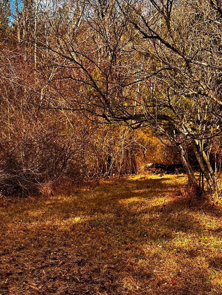 Image for House On 8 +/- Acres Callands VA