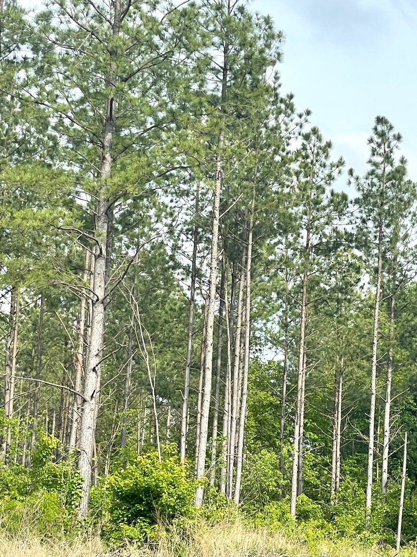 Image for Lot 2D  Three Creeks Rd,  Gladys, VA  24554