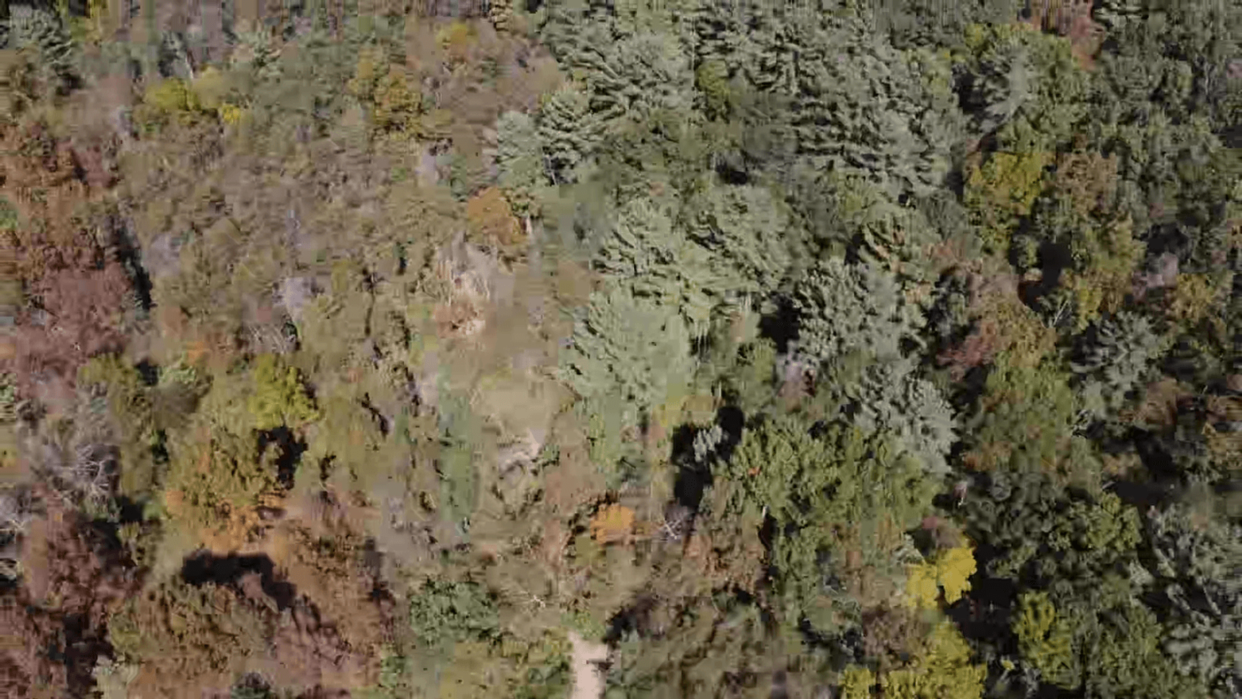 Image for **AUCTION CANCELED** 88+ Acres Wooded Property Bordering National Forest