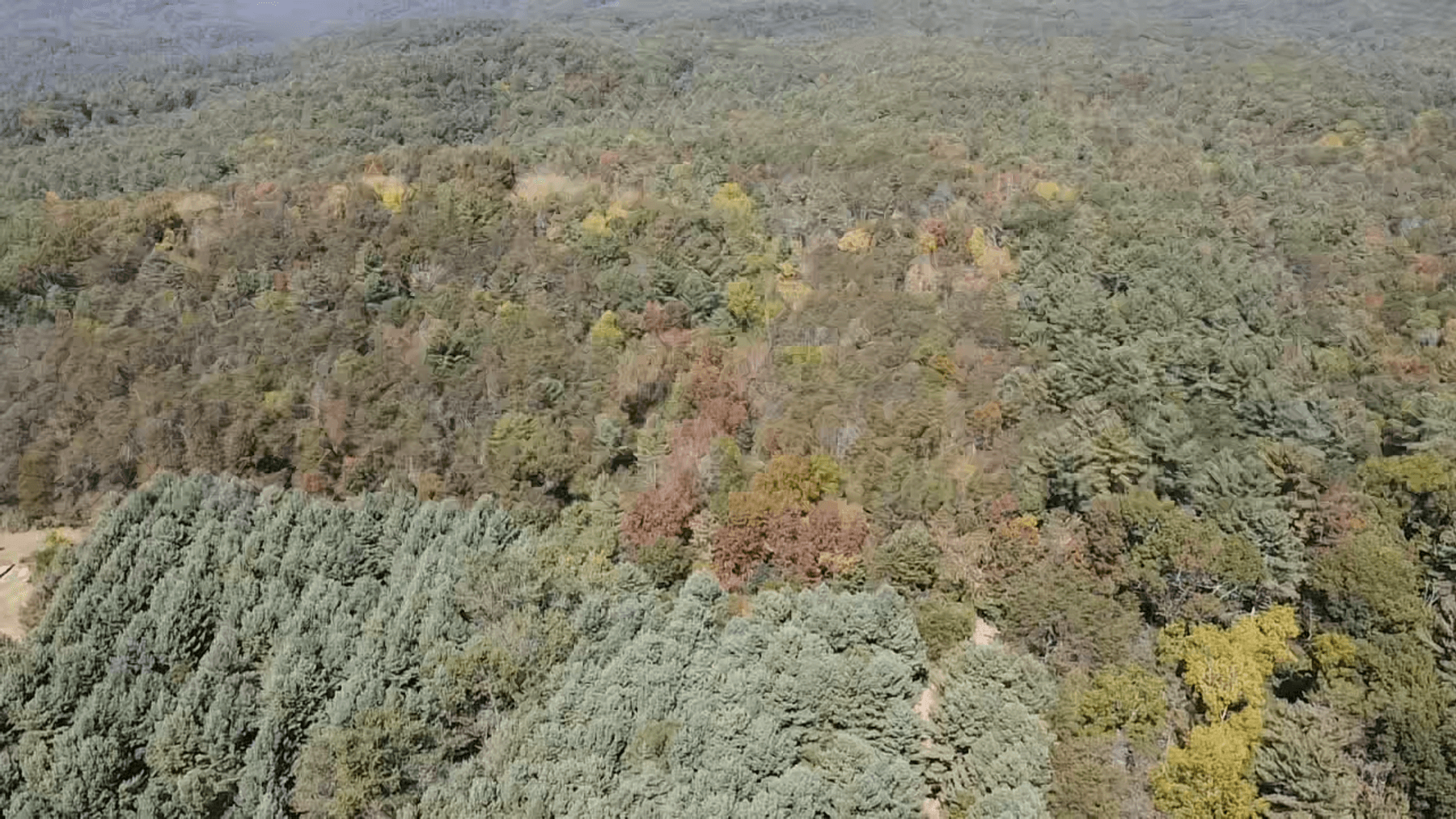 Image for **AUCTION CANCELED** 88+ Acres Wooded Property Bordering National Forest