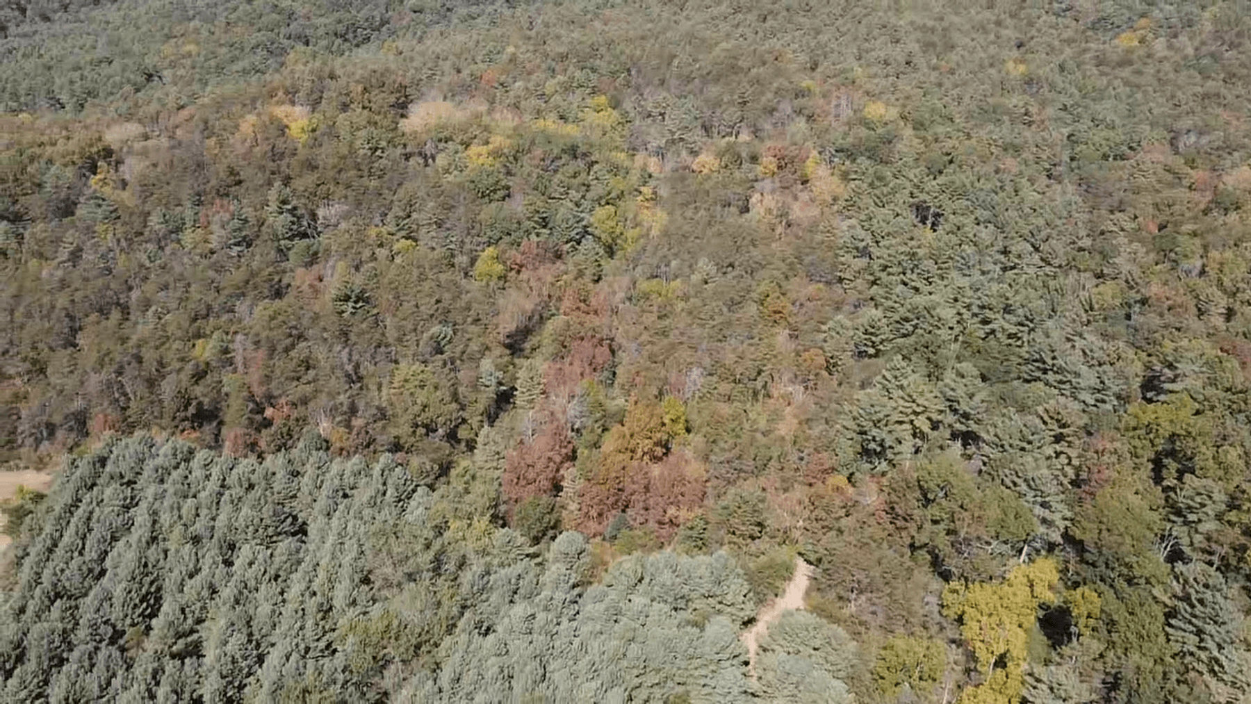 Image for **AUCTION CANCELED** 88+ Acres Wooded Property Bordering National Forest