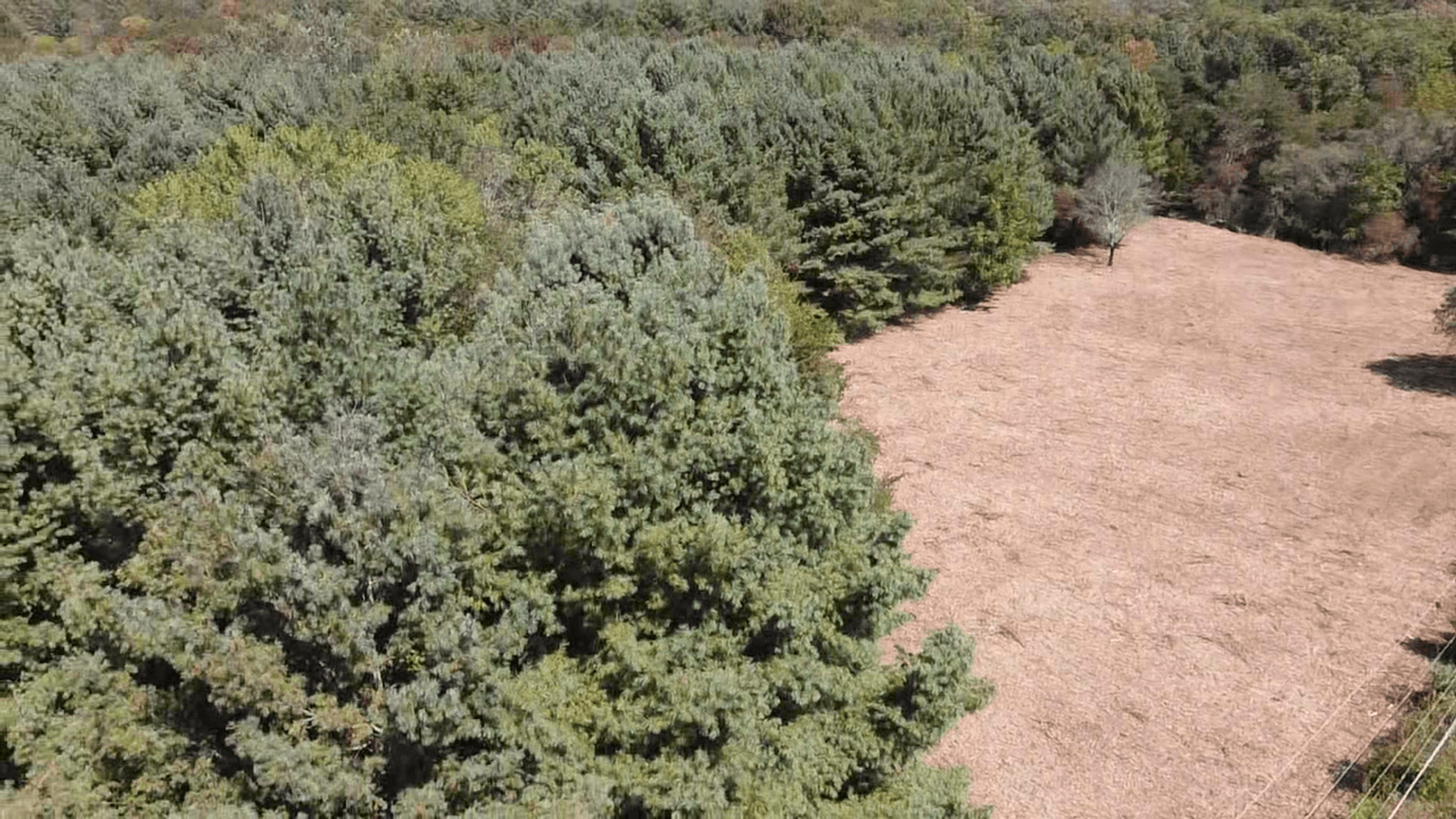 Image for **AUCTION CANCELED** 88+ Acres Wooded Property Bordering National Forest