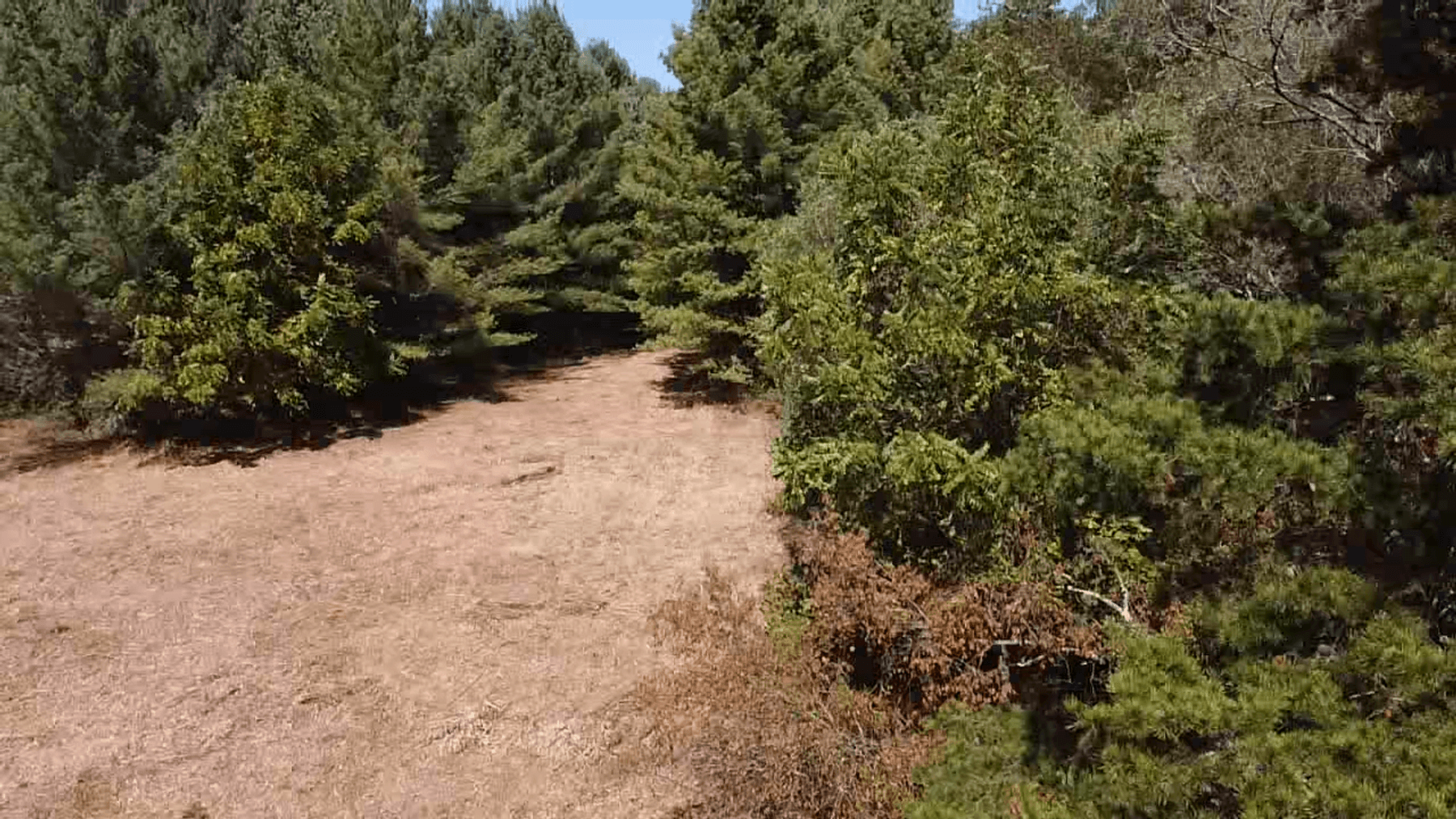 Image for **AUCTION CANCELED** 88+ Acres Wooded Property Bordering National Forest