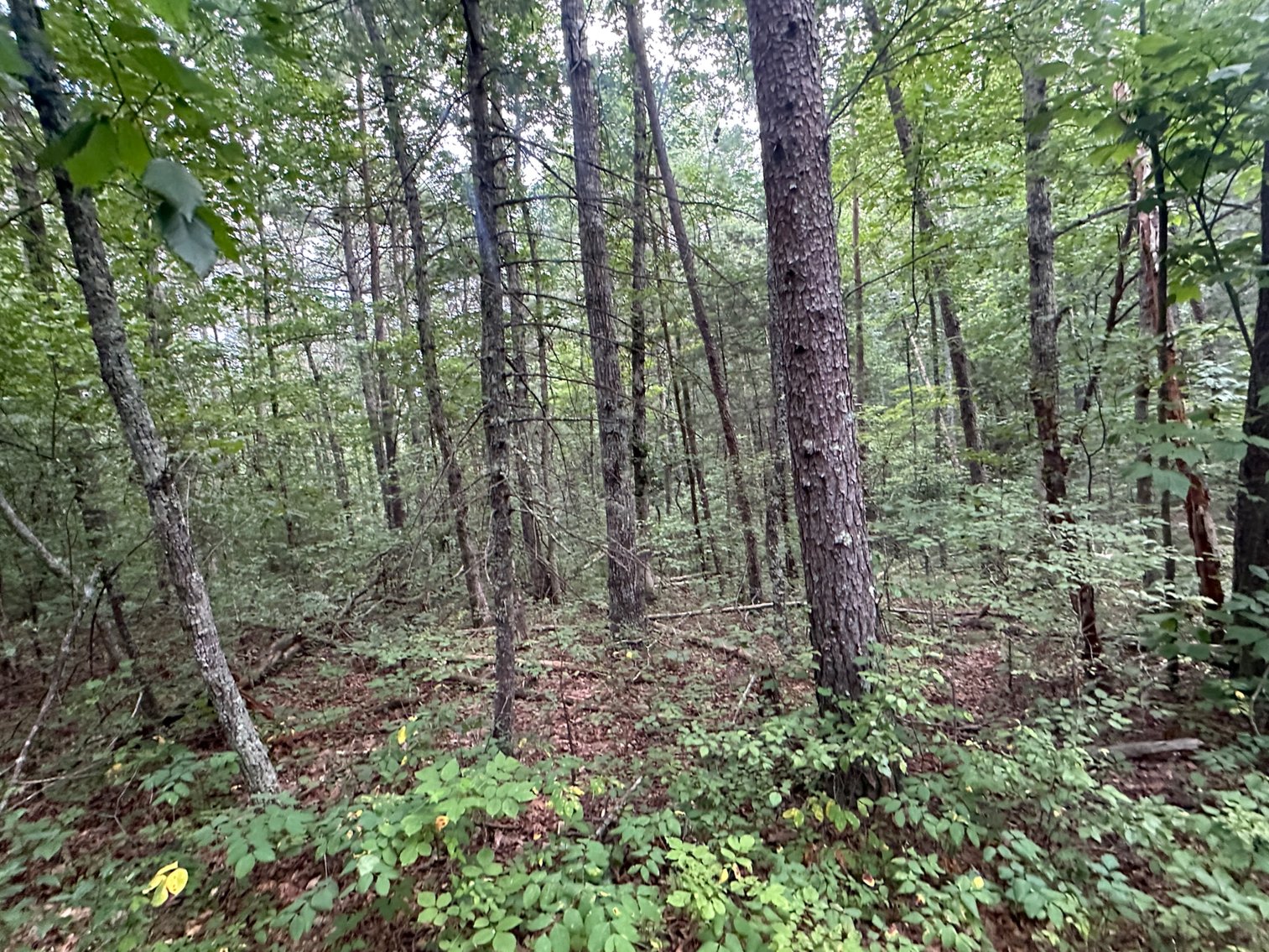 Image for **AUCTION CANCELED** 88+ Acres Wooded Property Bordering National Forest