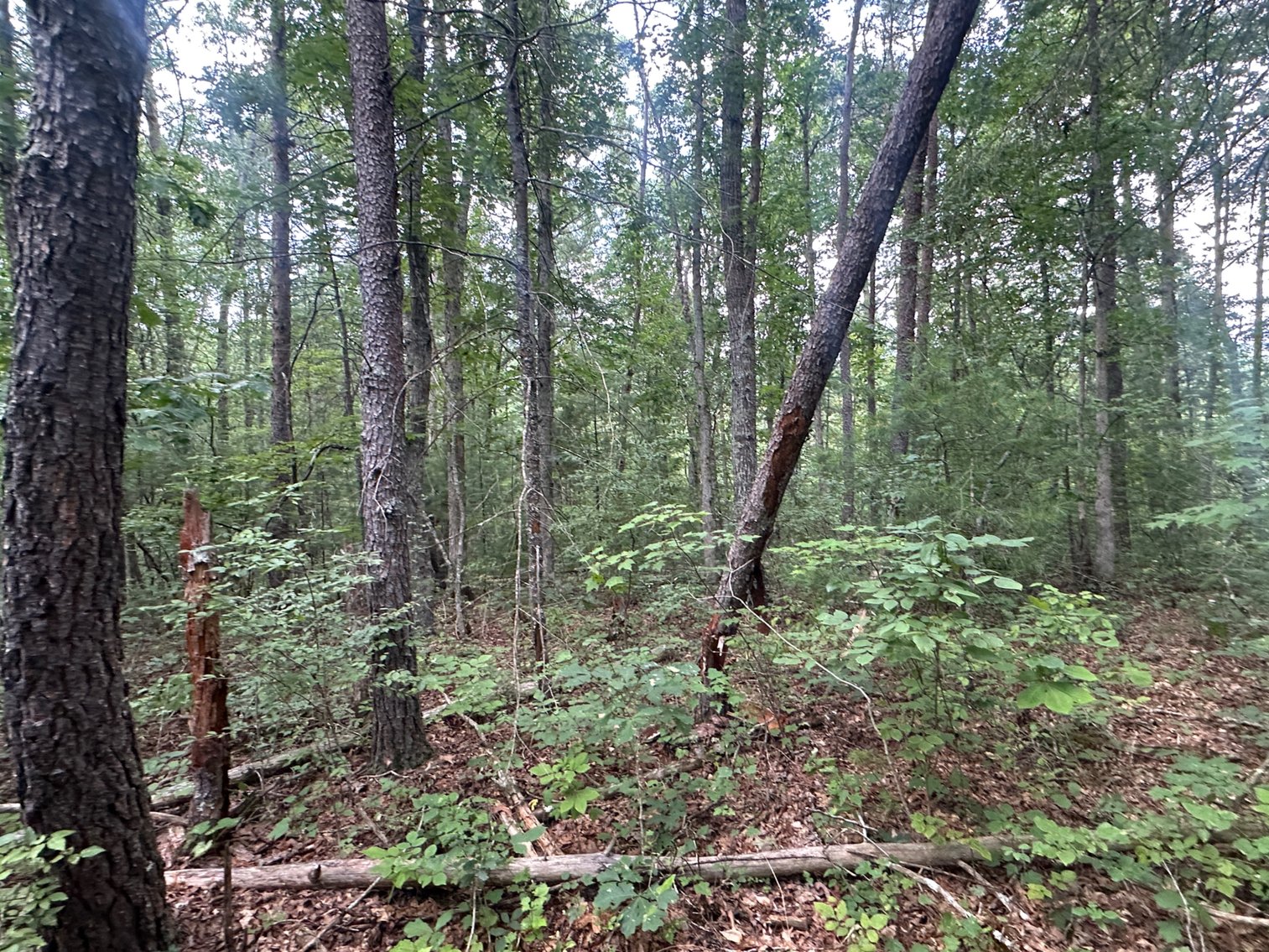 Image for **AUCTION CANCELED** 88+ Acres Wooded Property Bordering National Forest