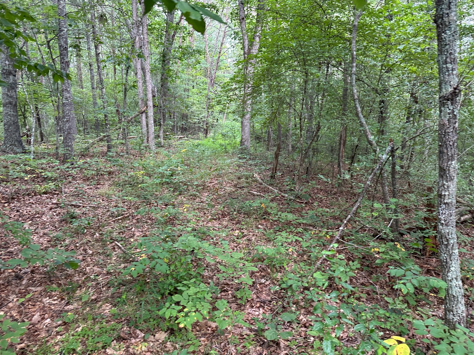 Image for **AUCTION CANCELED** 88+ Acres Wooded Property Bordering National Forest