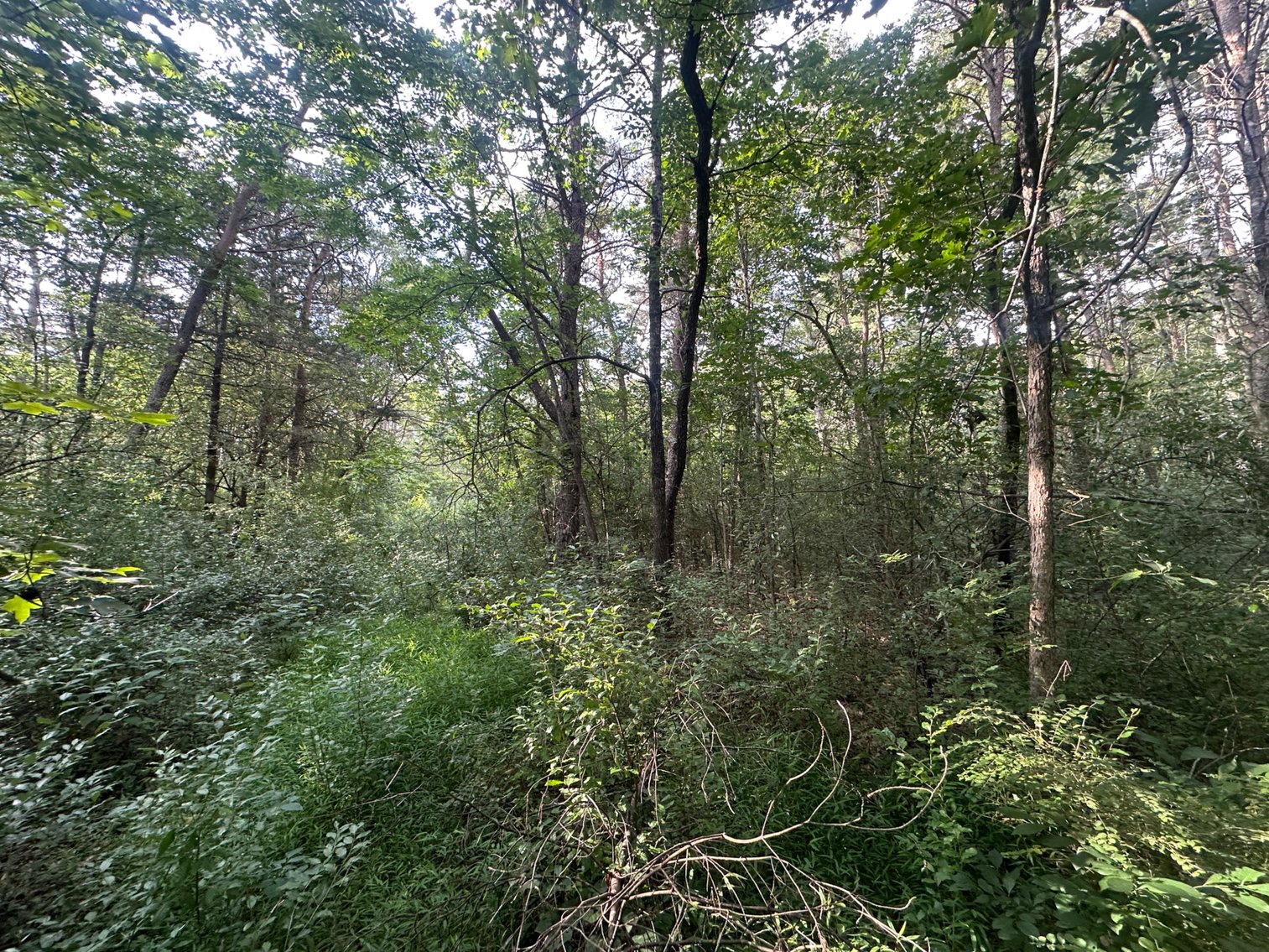 Image for **AUCTION CANCELED** 88+ Acres Wooded Property Bordering National Forest