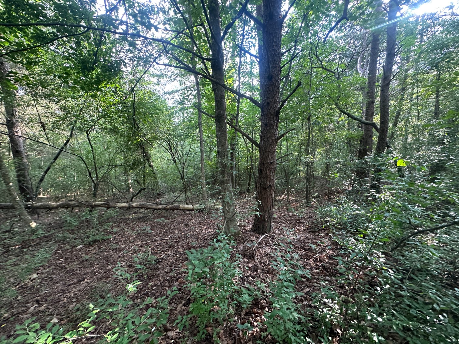 Image for **AUCTION CANCELED** 88+ Acres Wooded Property Bordering National Forest