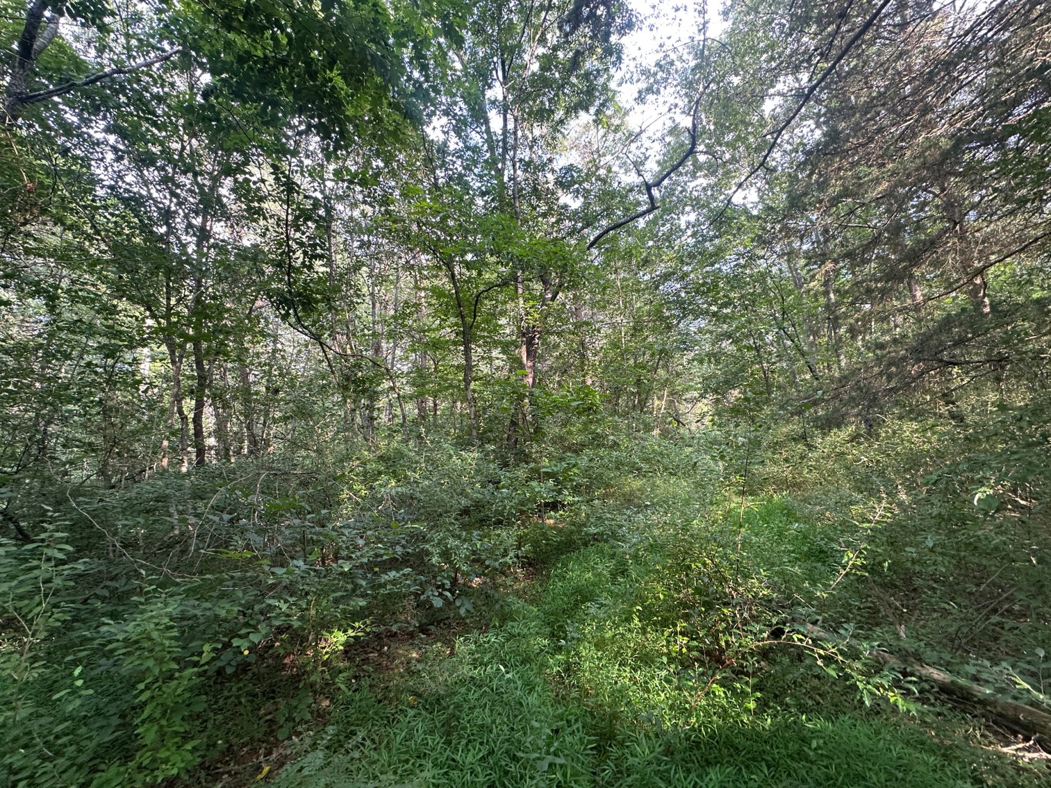 Image for **AUCTION CANCELED** 88+ Acres Wooded Property Bordering National Forest