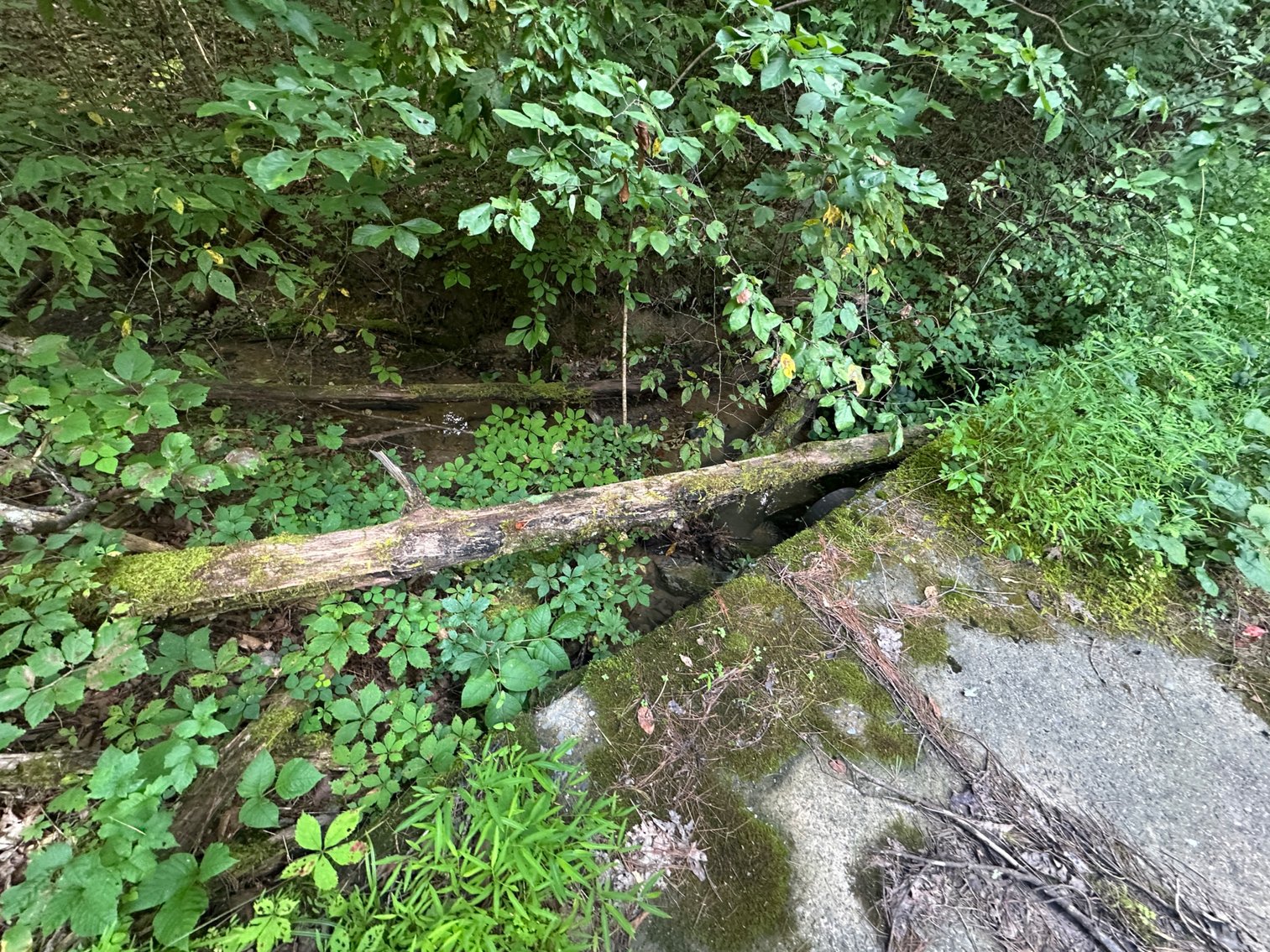 Image for **AUCTION CANCELED** 88+ Acres Wooded Property Bordering National Forest