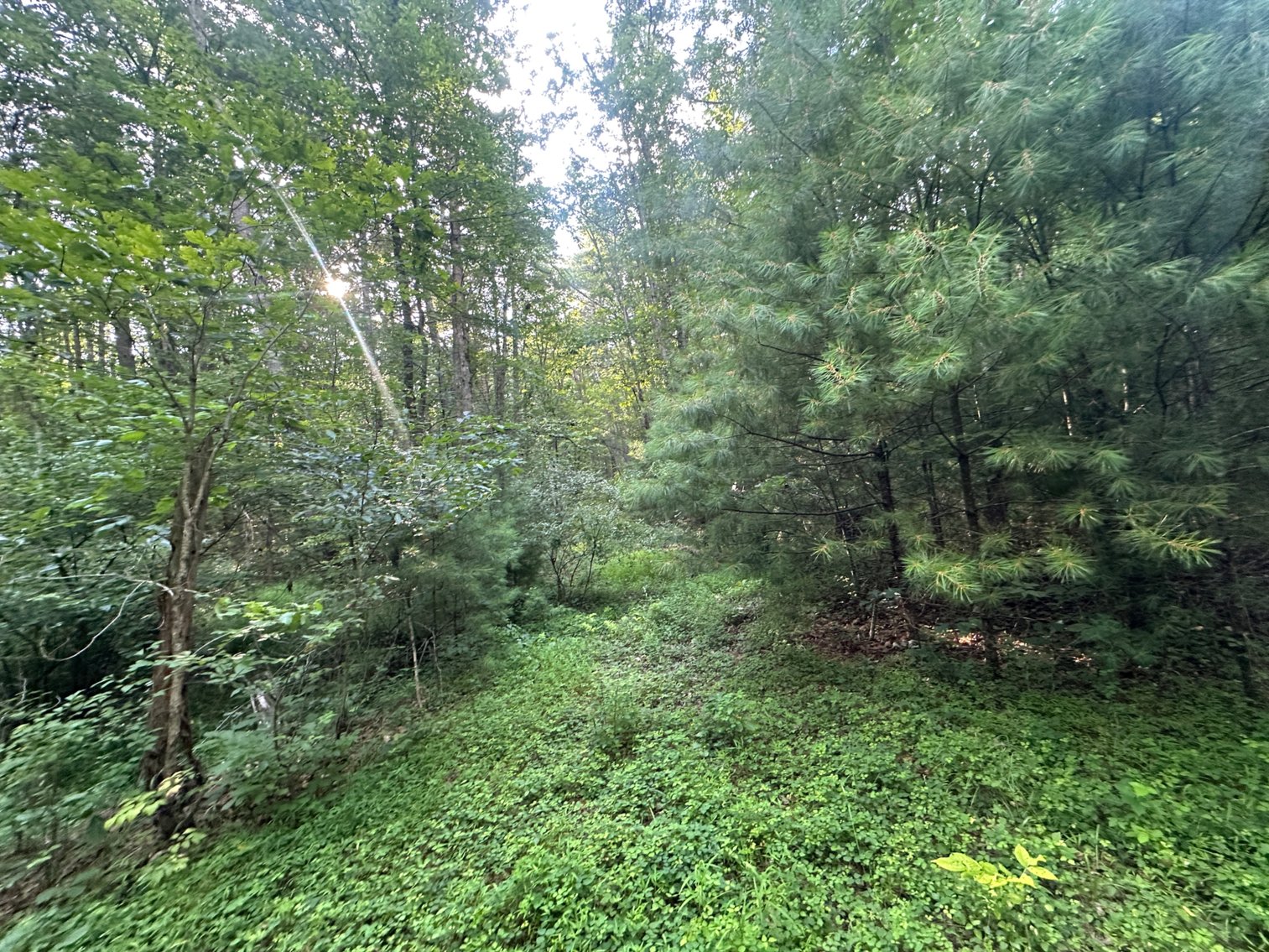 Image for **AUCTION CANCELED** 88+ Acres Wooded Property Bordering National Forest