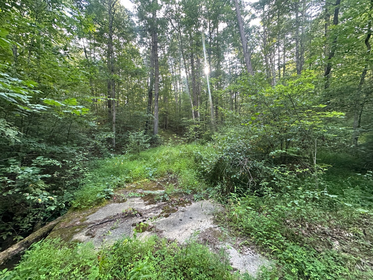 Image for **AUCTION CANCELED** 88+ Acres Wooded Property Bordering National Forest