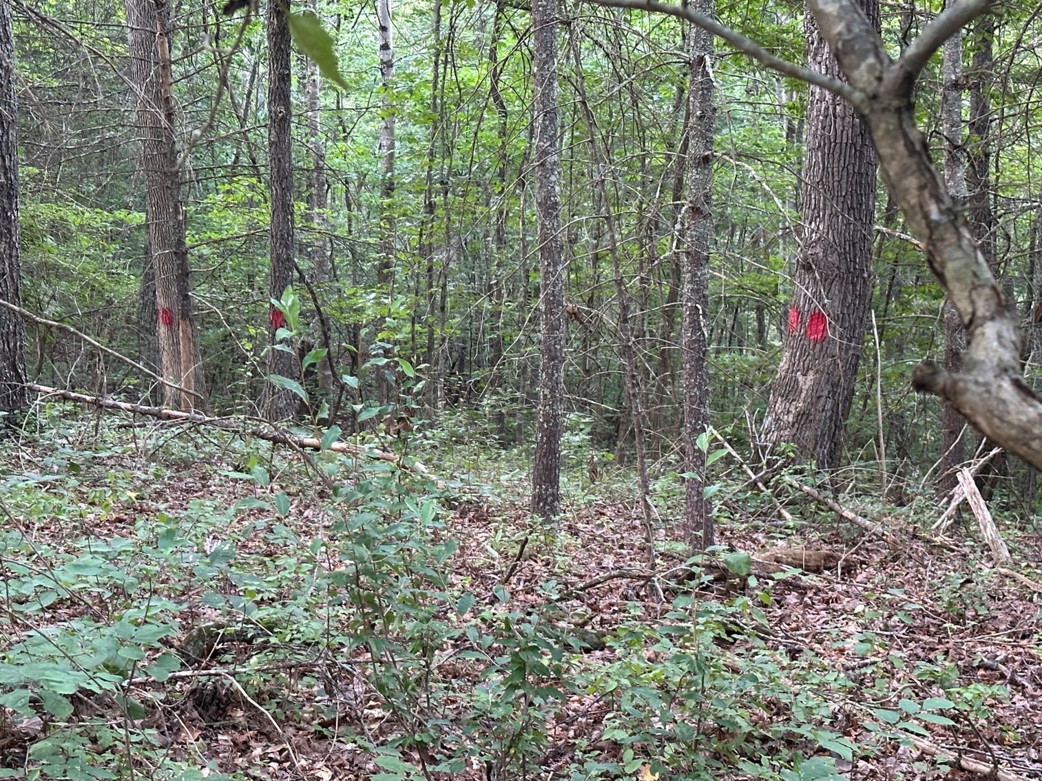 Image for **AUCTION CANCELED** 88+ Acres Wooded Property Bordering National Forest