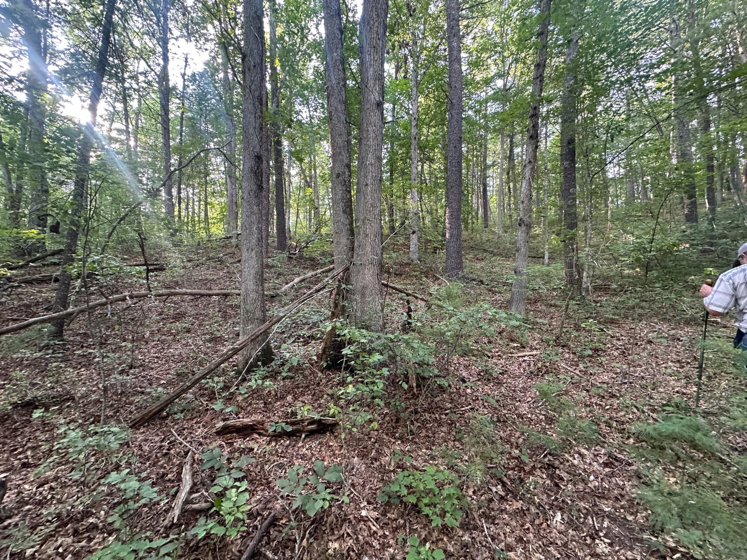 Image for **AUCTION CANCELED** 88+ Acres Wooded Property Bordering National Forest