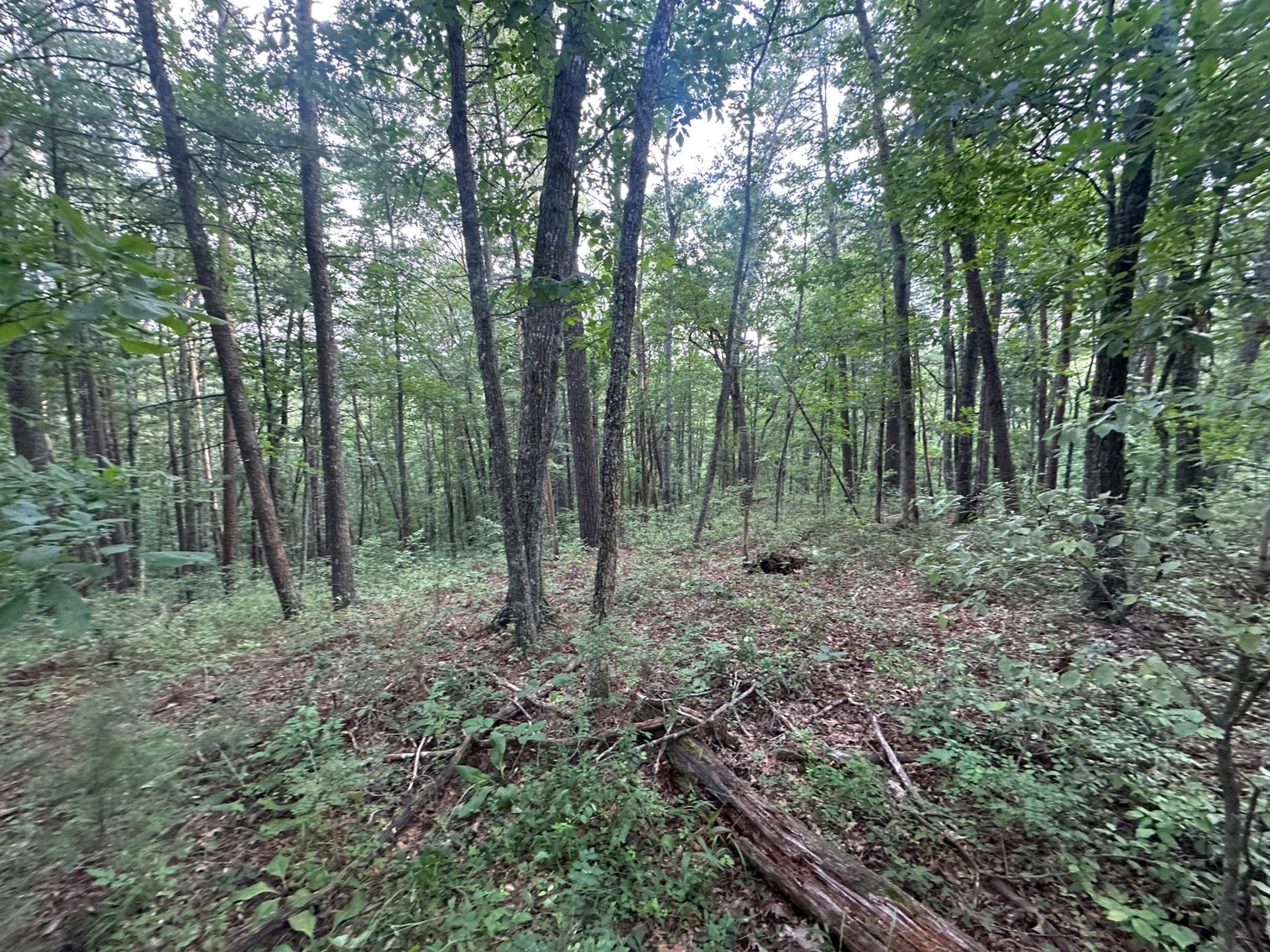 Image for **AUCTION CANCELED** 88+ Acres Wooded Property Bordering National Forest