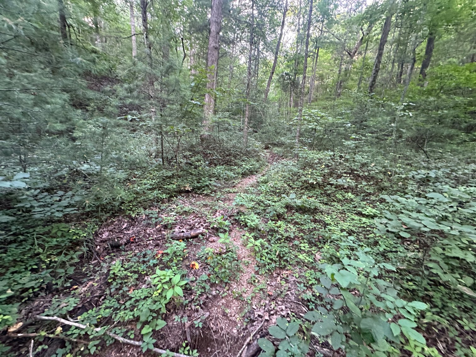 Image for **AUCTION CANCELED** 88+ Acres Wooded Property Bordering National Forest