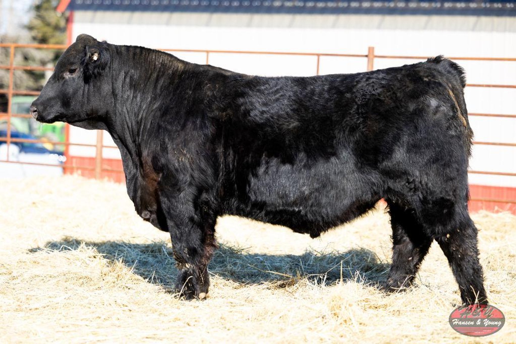 Image for 2026 Haugestuen Ranches Build Your Herd Auction