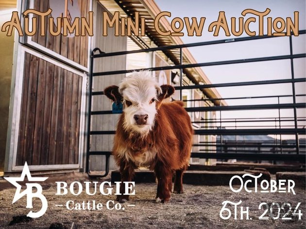 Image for Autumn Mini Cow Auction