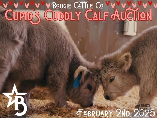 Image for Cupid's Cuddly Calf Auction