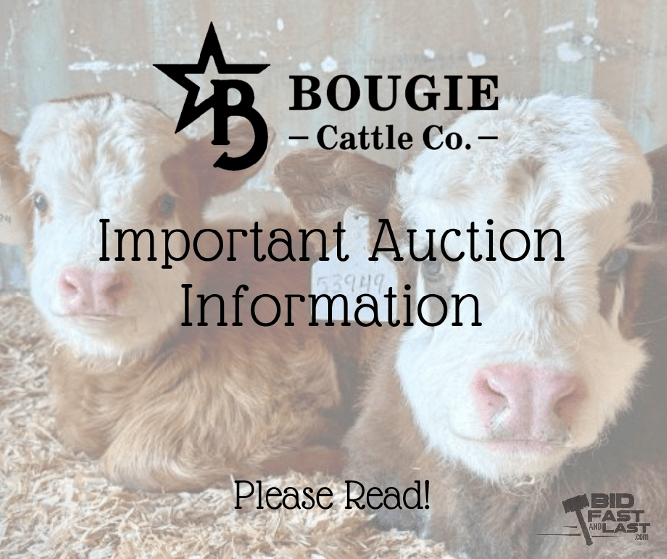 Image for Bougie Cattle Co Spring Fling Mini Cow Auction