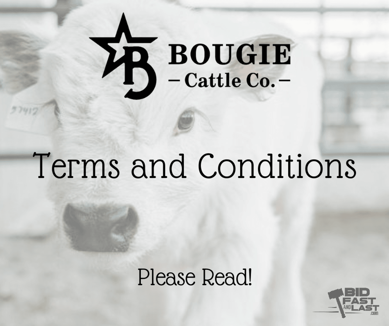 Image for Bougie Cattle Co Spring Fling Mini Cow Auction