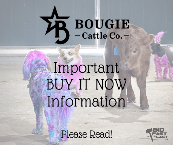 Image for Bougie Cattle Co Summer Kickoff Mini Cow Auction