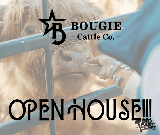 Image for Bougie Cattle Co February Mini Cow Auction