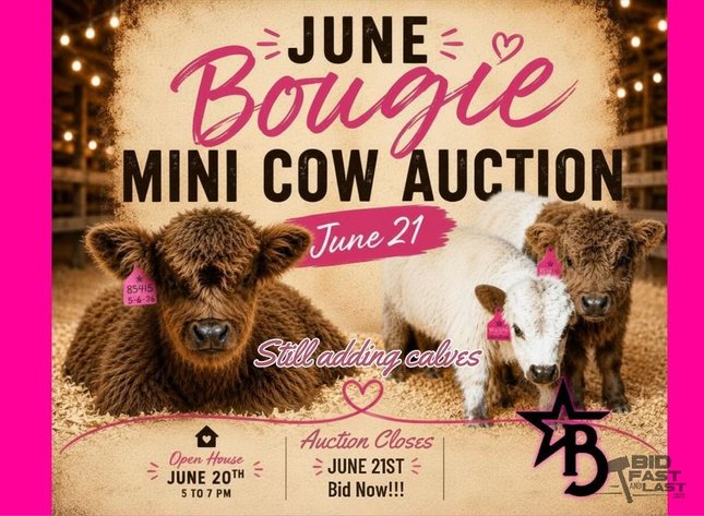Image for Bougie Cattle Co June Mini Cow Auction