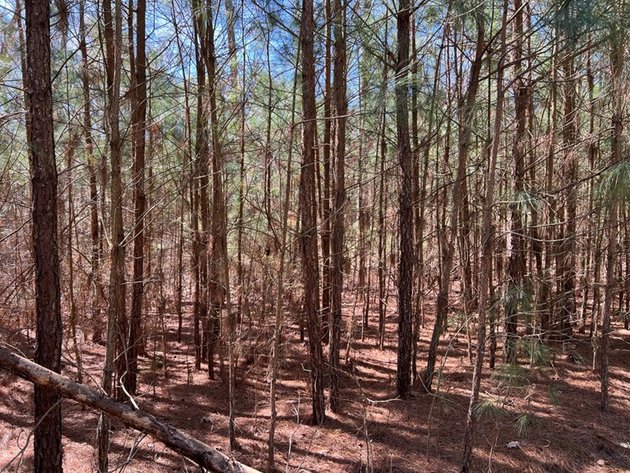 Image for Mathews County, VA Sale of Tax Delinquent Real Estate