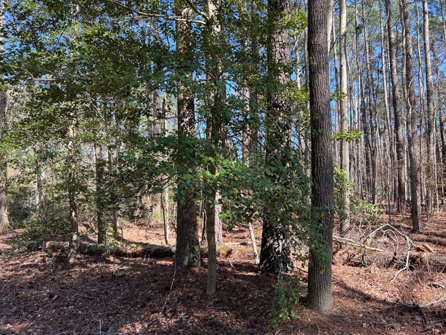 Image for Mathews County, VA Sale of Tax Delinquent Real Estate