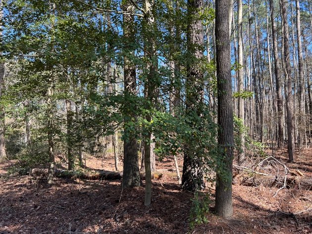 Image for Mathews County, VA Sale of Tax Delinquent Real Estate