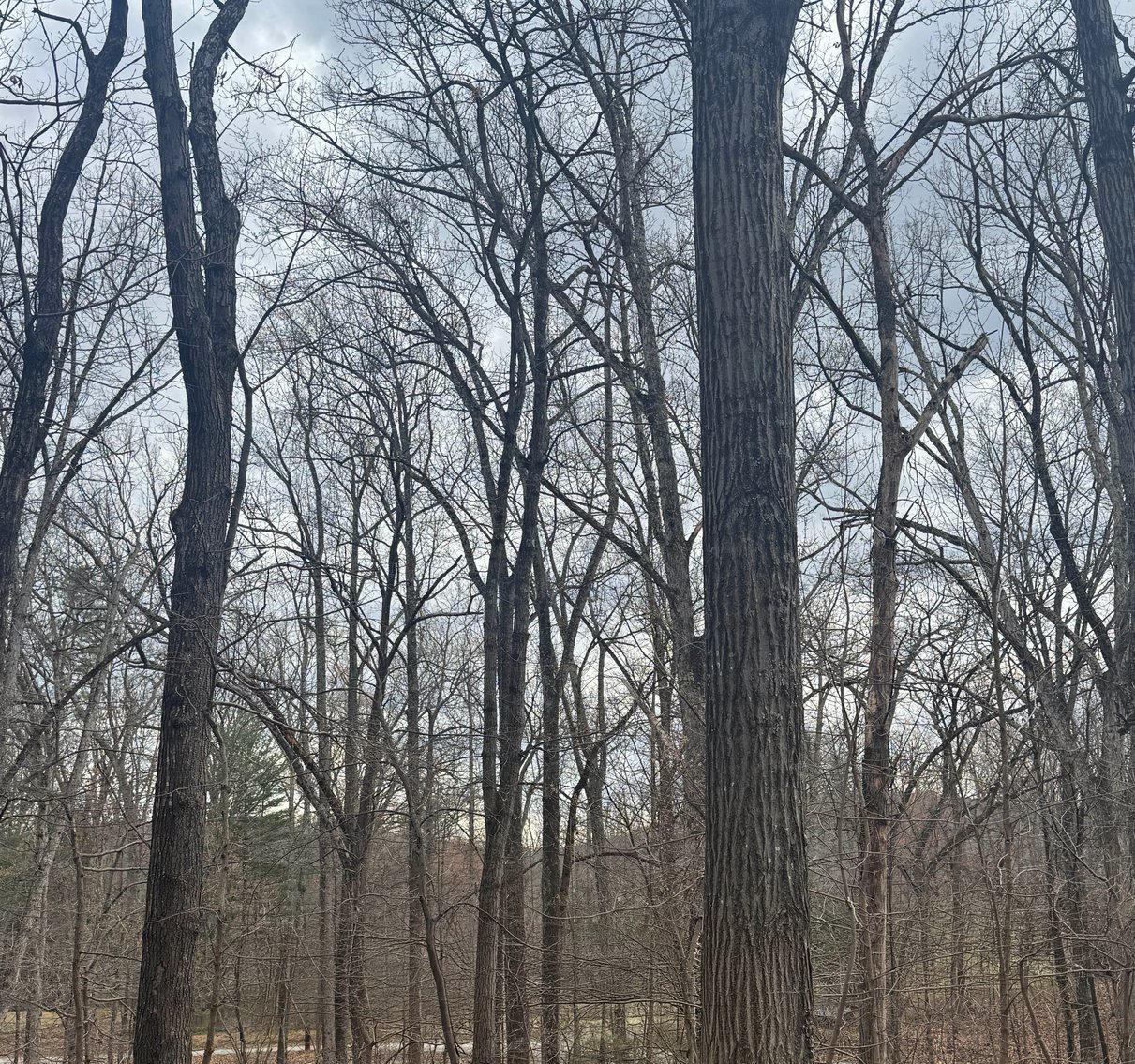 Image for King William Tax Delinquent Sale