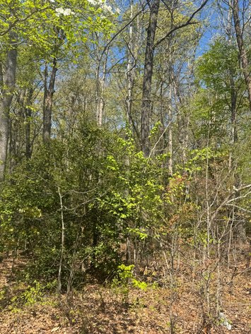 Image for Louisa County Tax Delinquent Sale