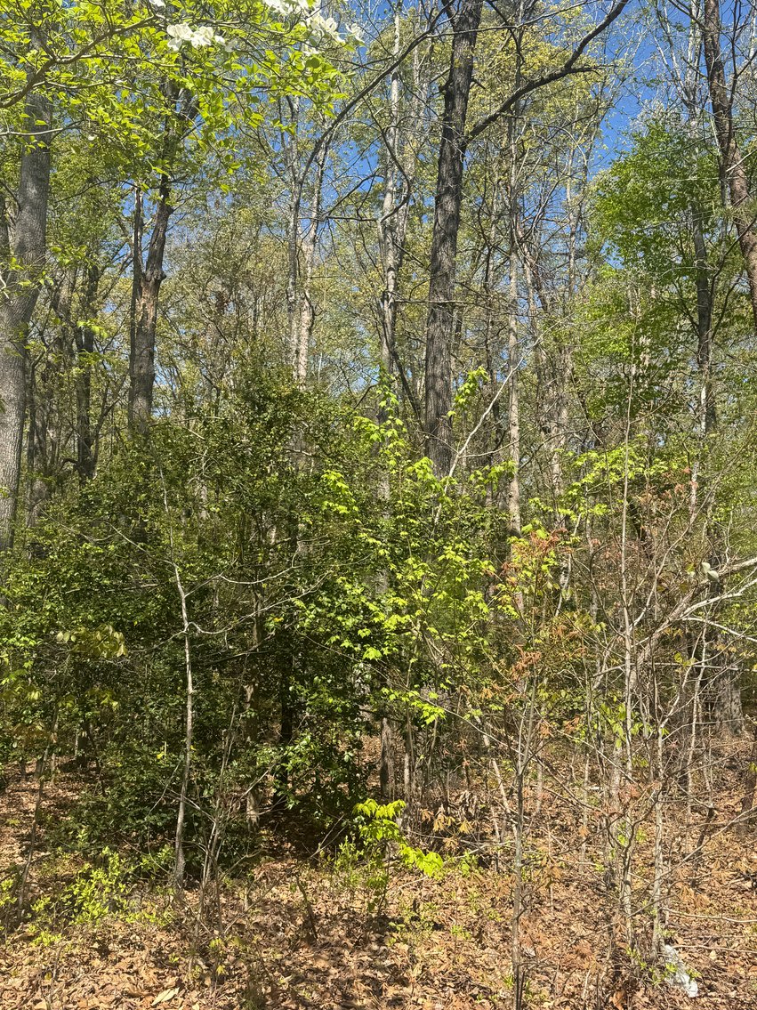 Image for Louisa County Tax Delinquent Sale