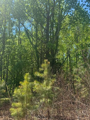 Image for King George County, VA Sale of Tax Delinquent Real Estate