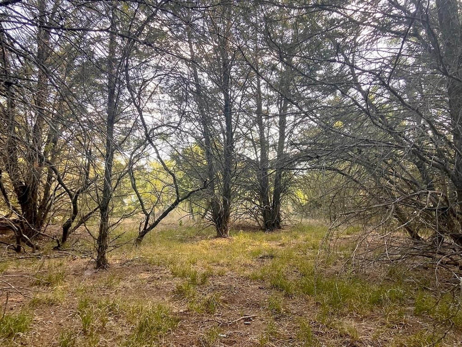 Image for 17 Acres - Grassyville Rd, Paige, TX