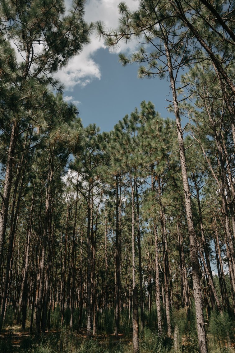 Image for 77.2 +/- Acre Sumter County Retreat: Restored Farmhouse, Hunting Land, and Timber Offered in Four Tracts