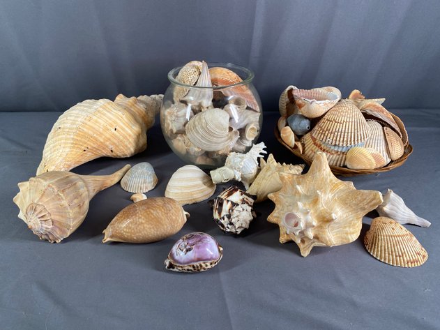 Image for Shell Collection