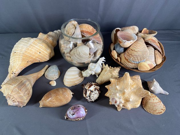 Image for Shell Collection