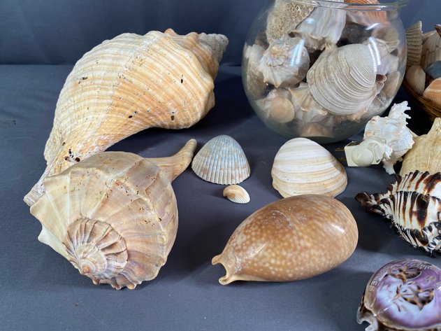 Image for Shell Collection