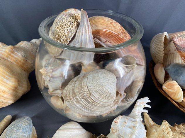 Image for Shell Collection