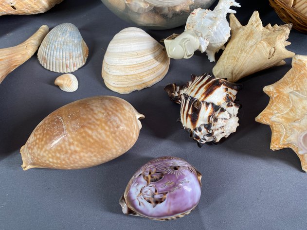 Image for Shell Collection