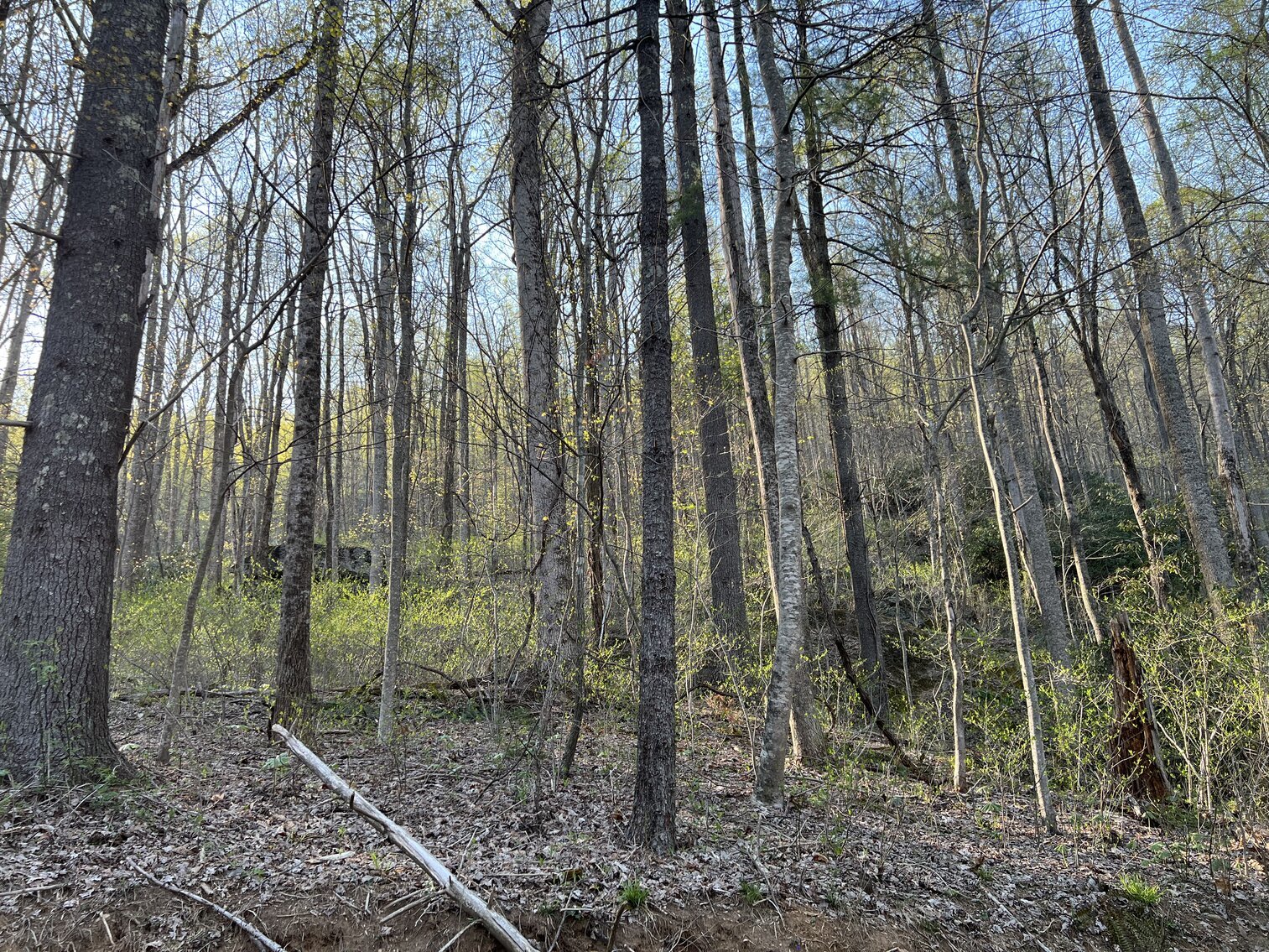 Image for Estate of The Late Jimmy Ray Newman: 3 Lots in Cascade Mountain