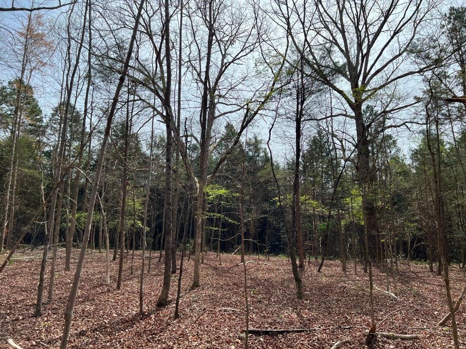 Image for Real Estate Auction - 60.9537± Acres in Forsyth County, NC