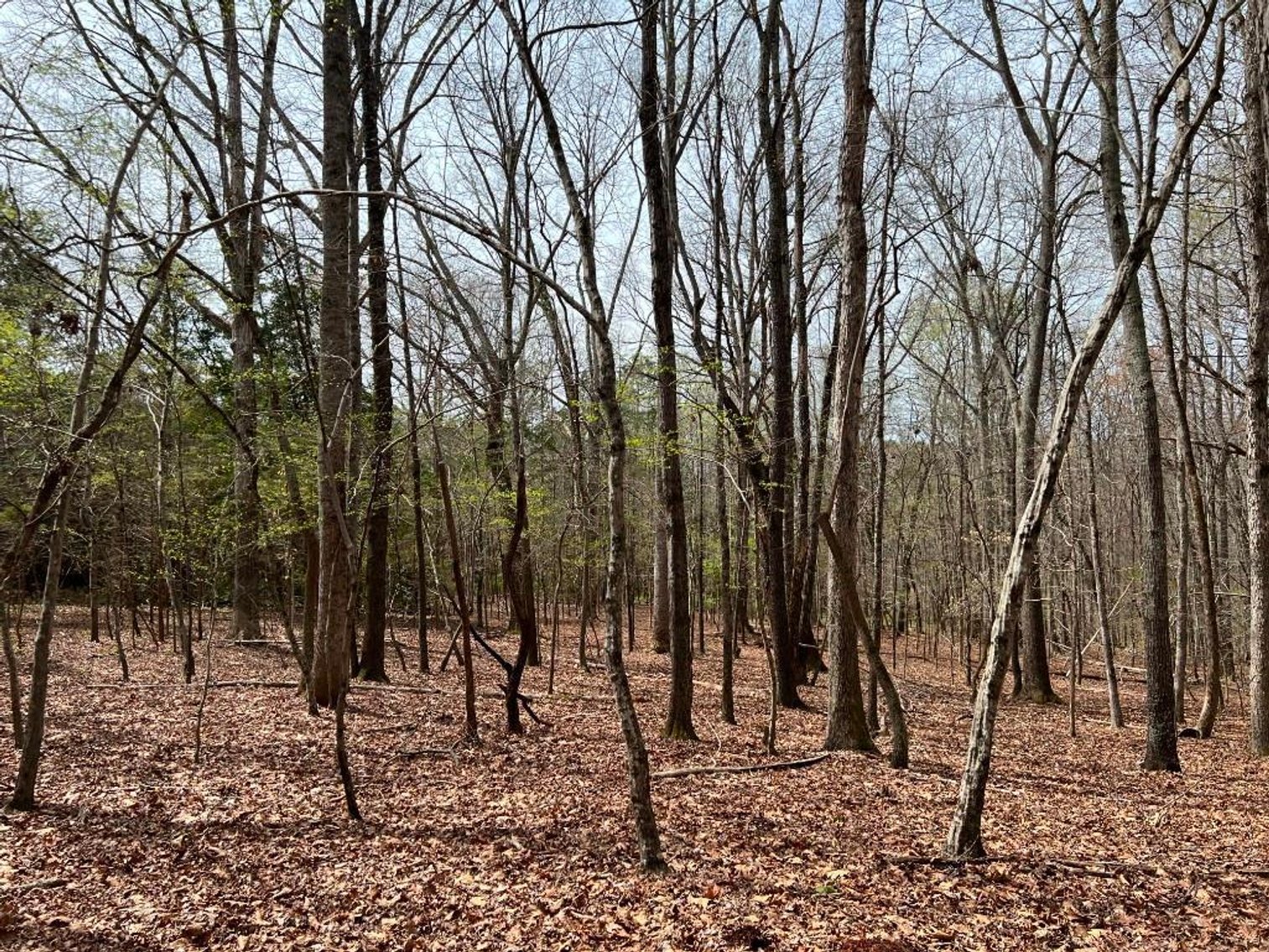 Image for Real Estate Auction - 60.9537± Acres in Forsyth County, NC