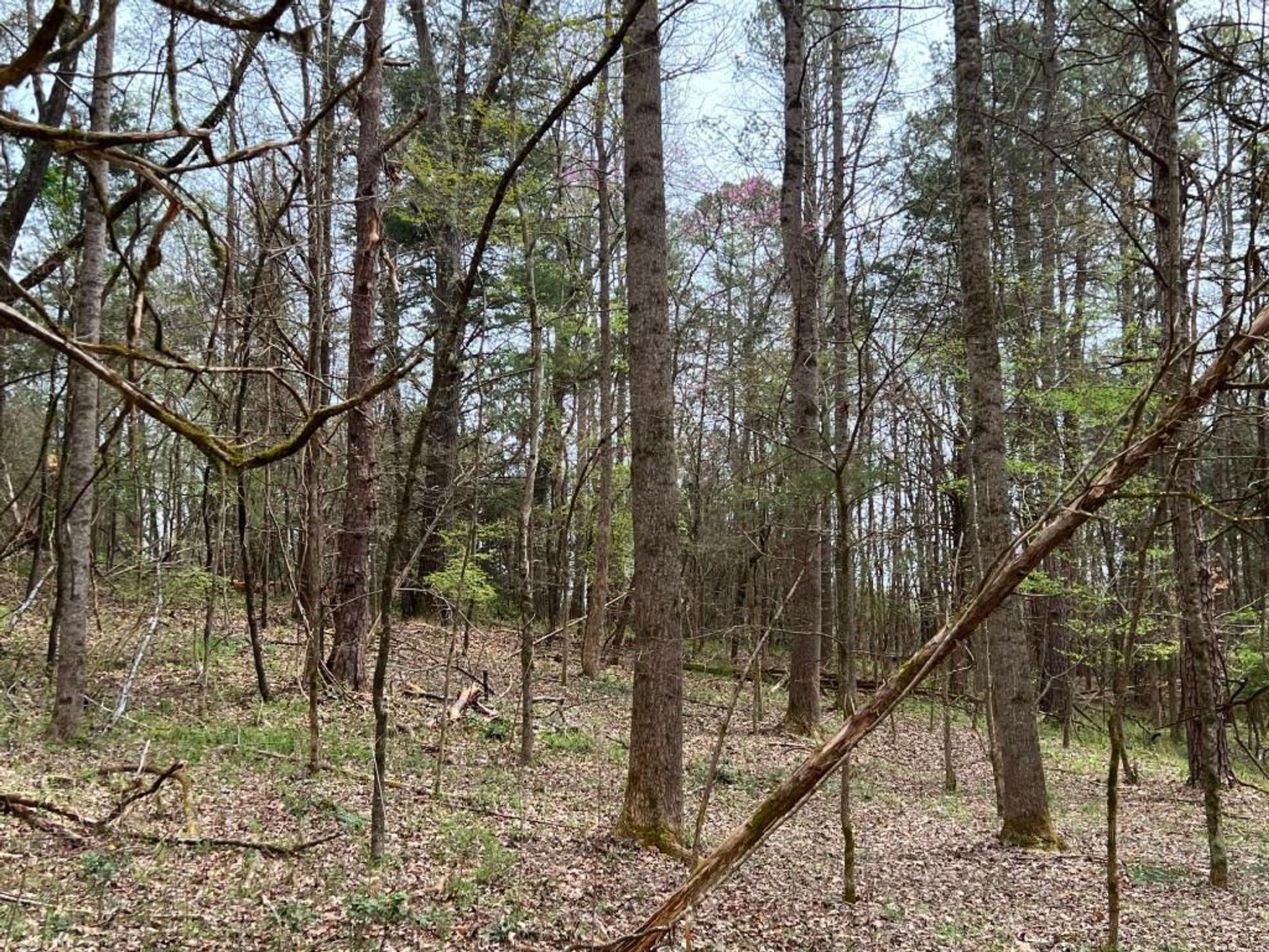 Image for Real Estate Auction - 60.9537± Acres in Forsyth County, NC