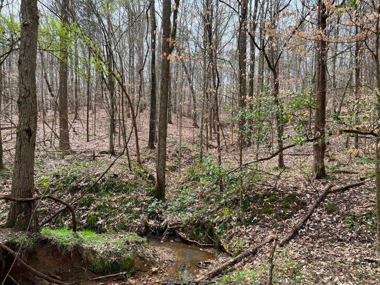 Image for Real Estate Auction - 60.9537± Acres in Forsyth County, NC