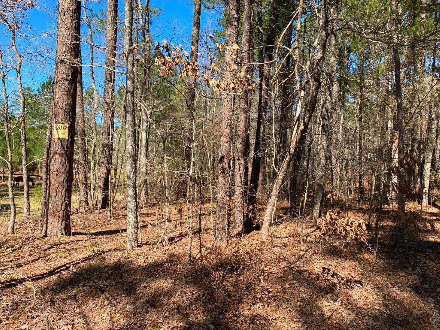 Image for US Marshals Service Auction - Chapel Hill, NC