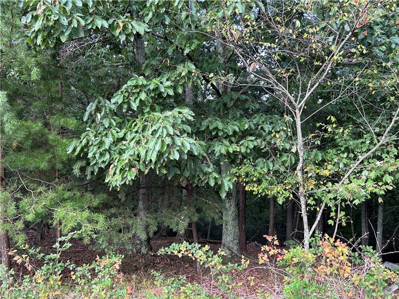 Image for Land For Sale in Mount Airy - Pine Street