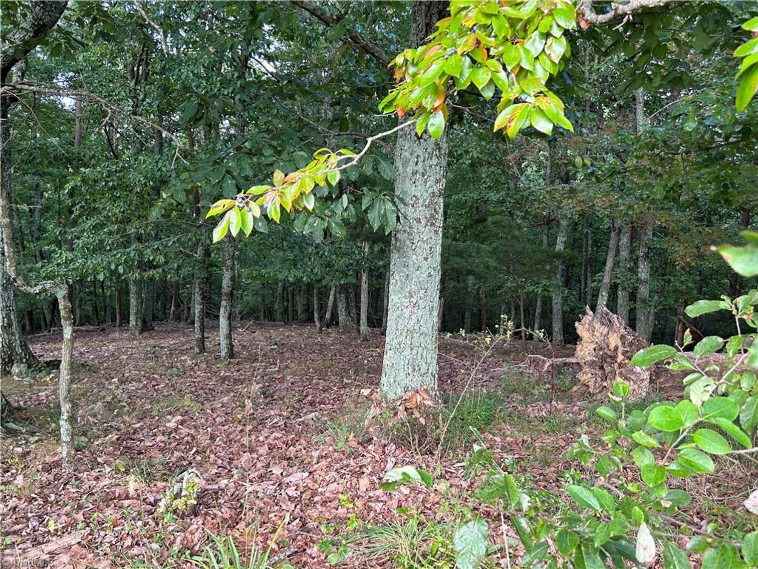 Image for Land For Sale in Mount Airy - Pine Street